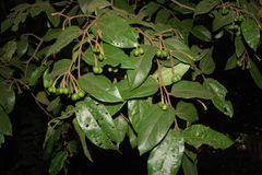 Grewia heterotricha